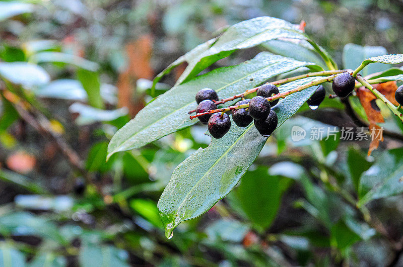 鼠李桤木(Frangula alnus) -黑色果实